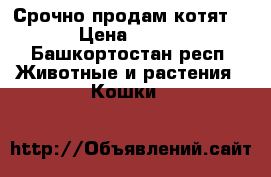 Срочно продам котят. › Цена ­ 250 - Башкортостан респ. Животные и растения » Кошки   